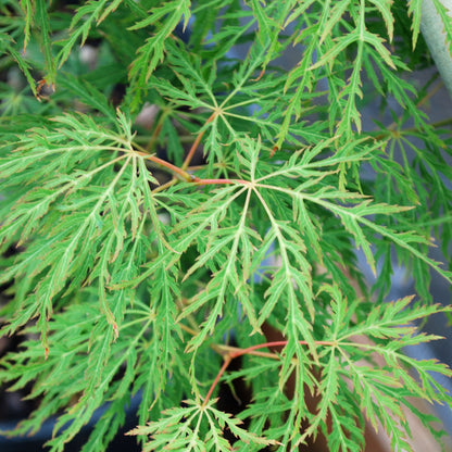 Lemon Lime Lace Japanese Maple - 1 gallon