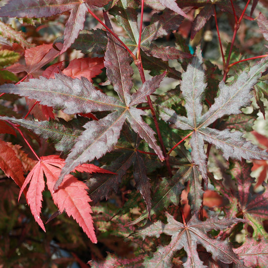 Purple Ghost Japanese Maple - 1 gallon