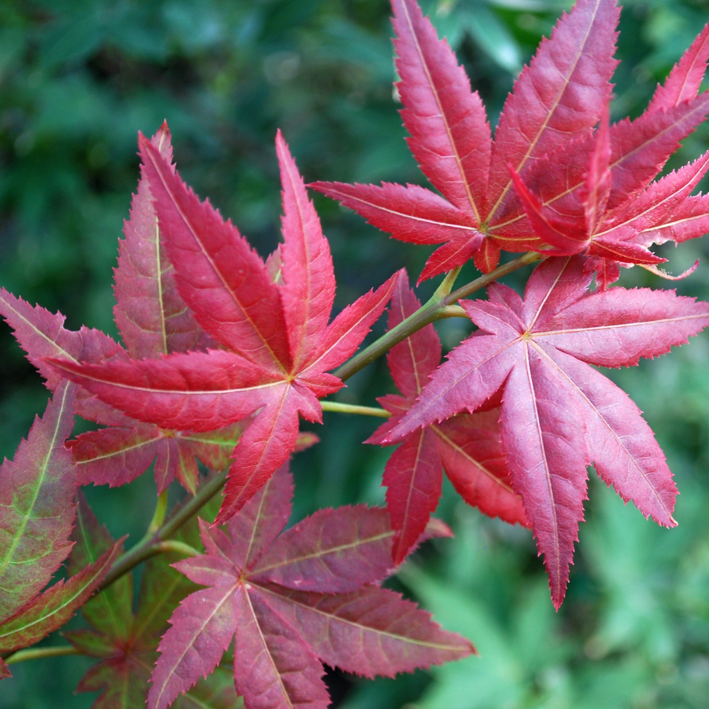 Ruby Stars Japanese Maple - 1 gallon