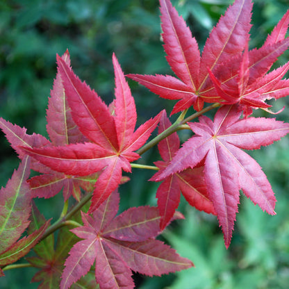 Ruby Stars Japanese Maple - 1 gallon