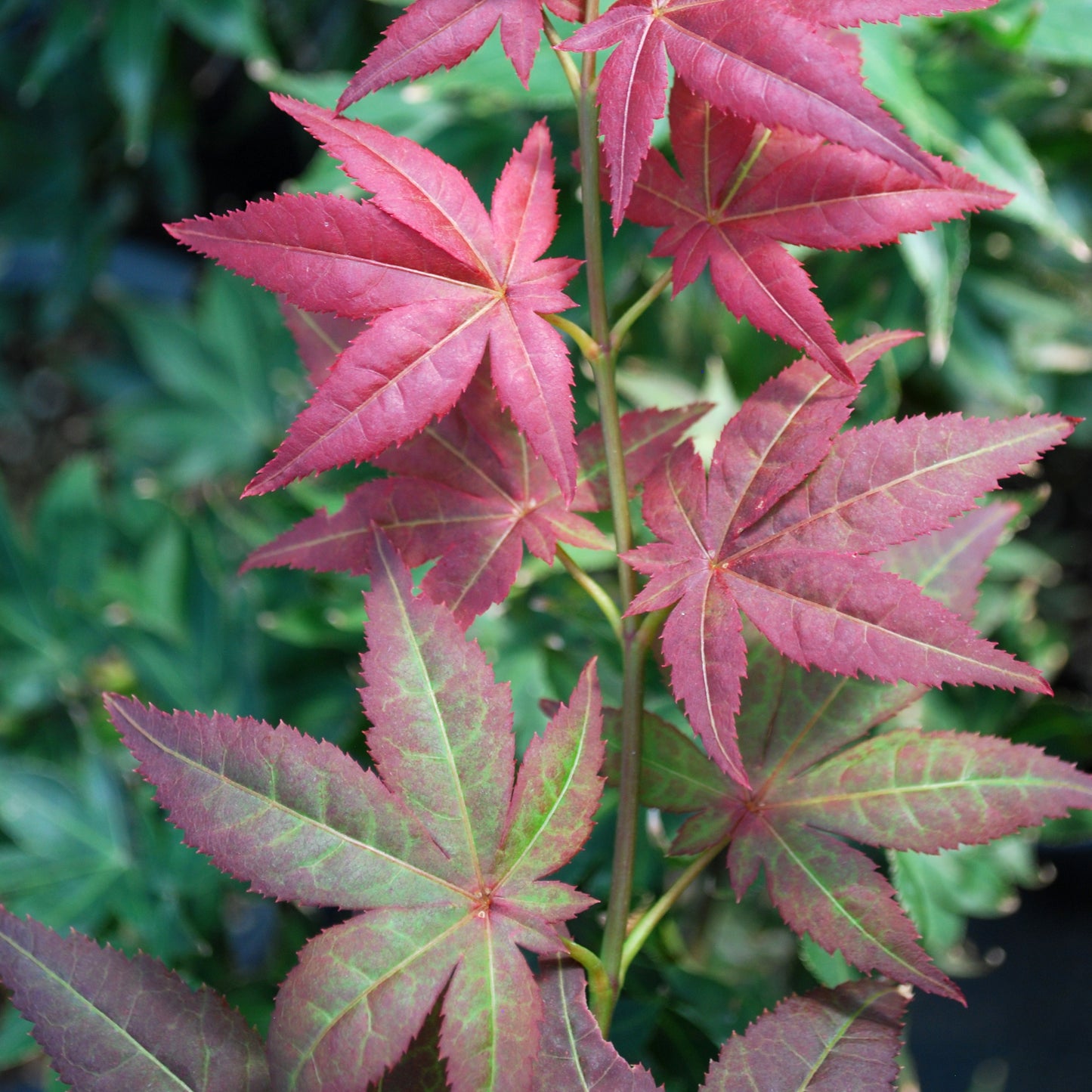 Ruby Stars Japanese Maple - 1 gallon