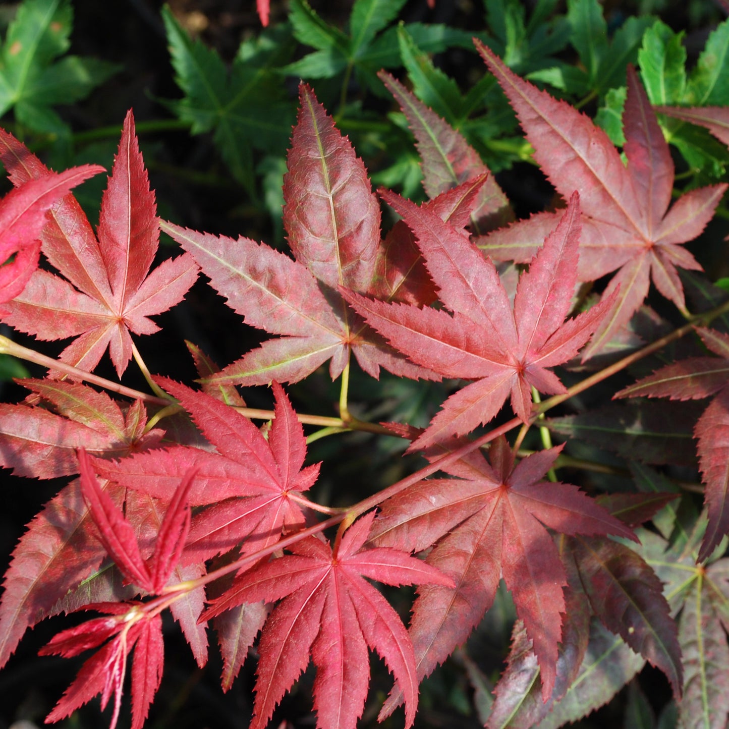 Ruby Stars Japanese Maple - 1 gallon