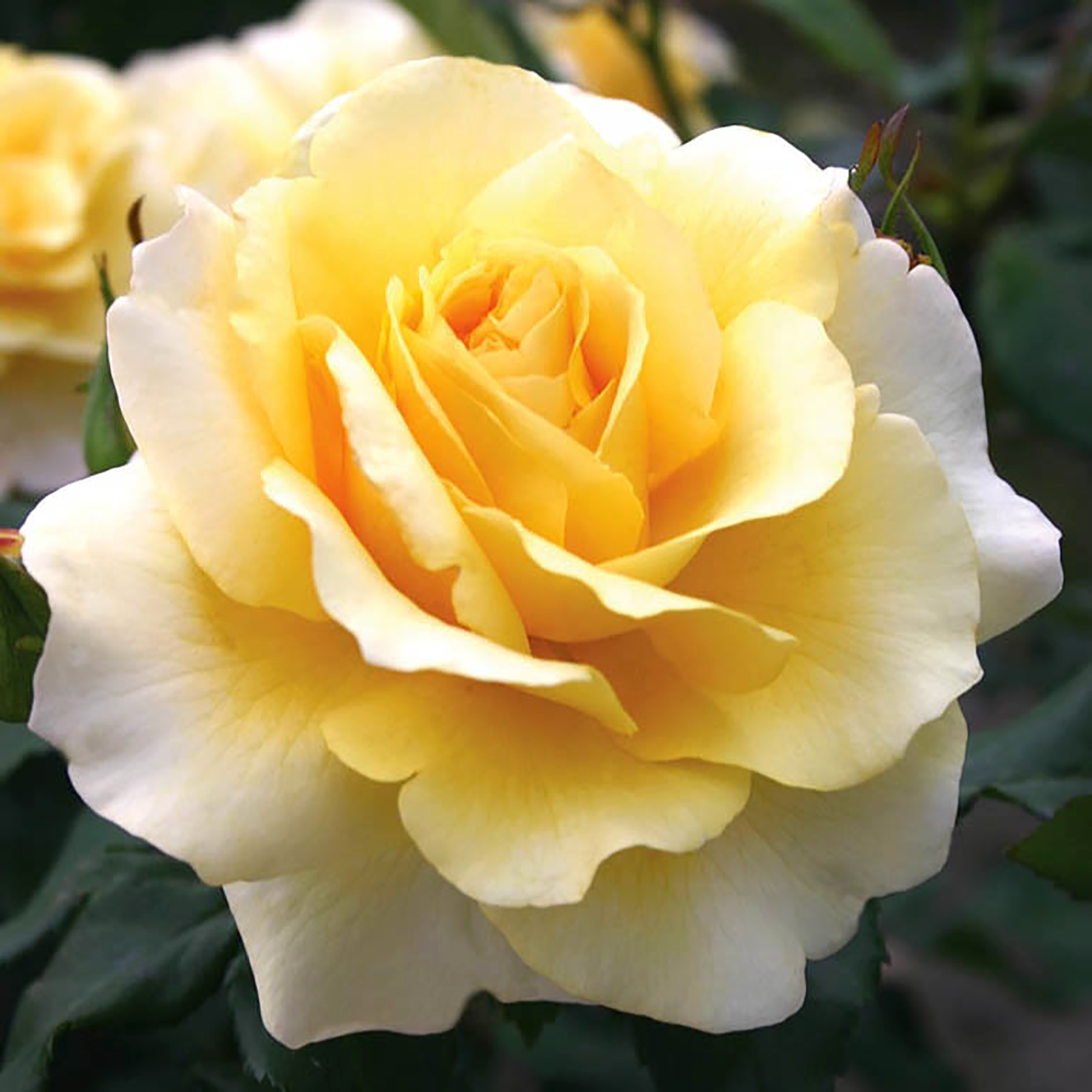 Rosa 'Eleganza Sunny Sky' HT - 3 gallon
