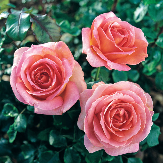 Elle® Hybrid Tea Rose #3