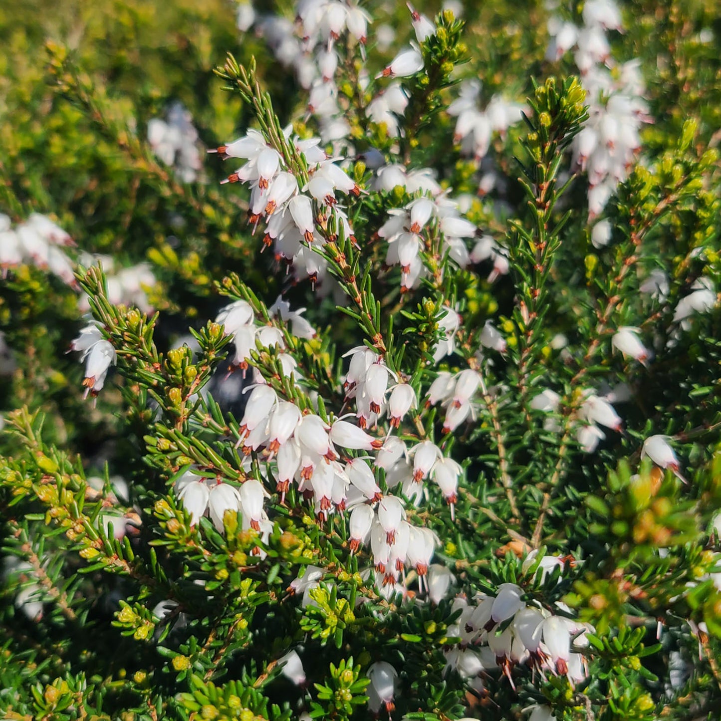 Erica 'Mediterranean White' - 1 gallon