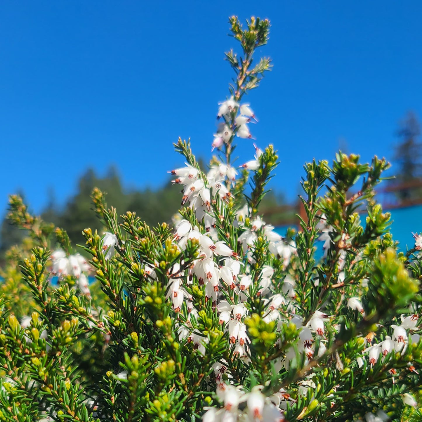 Erica 'Mediterranean White' - 1 gallon