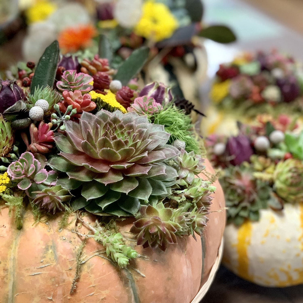 Pumpkin Succulent Workshop 10/17 @10AM