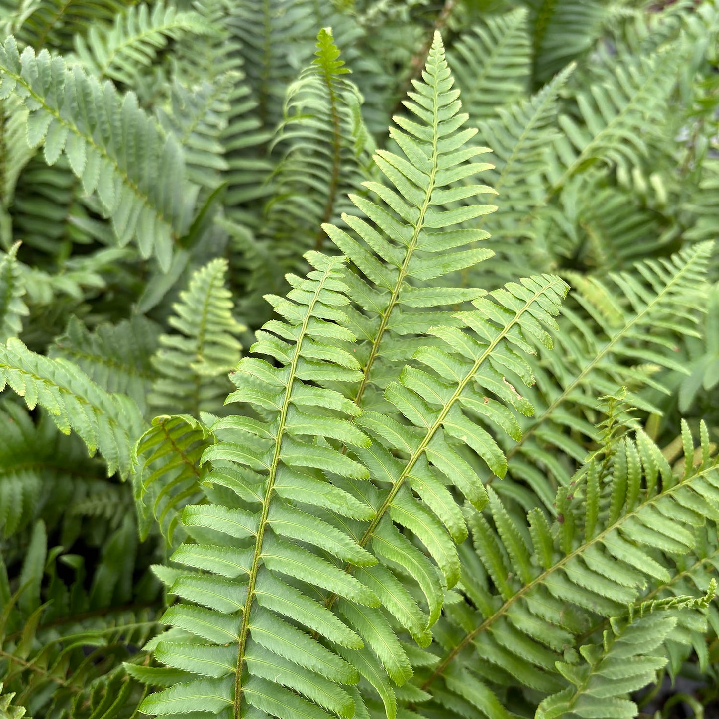 Fern Polystichum munitum - 1 gallon