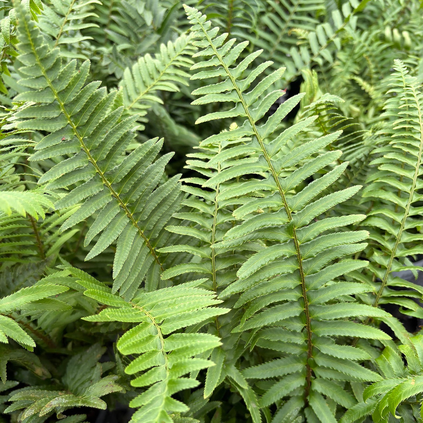 Fern Polystichum munitum - 1 gallon