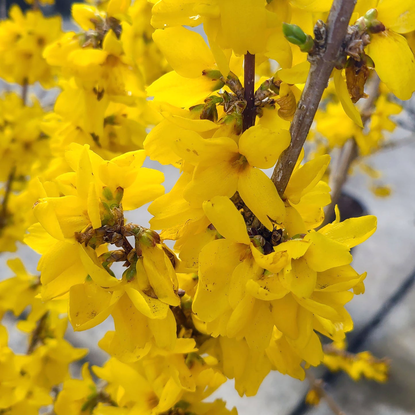 Forsythia 'Kolgold' - 5 gallon