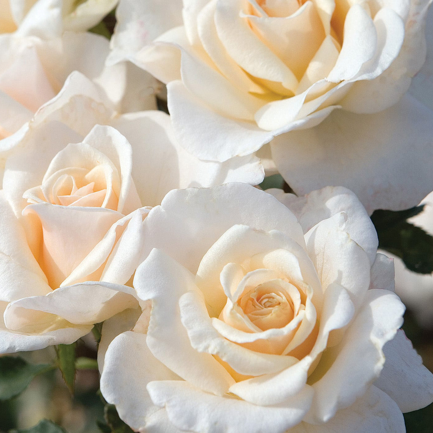 Rosa 'French Lace' FL - 3 gallon – Farmington Gardens