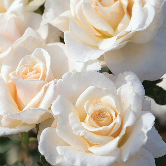 Rosa 'French Lace' FL - 3 gallon