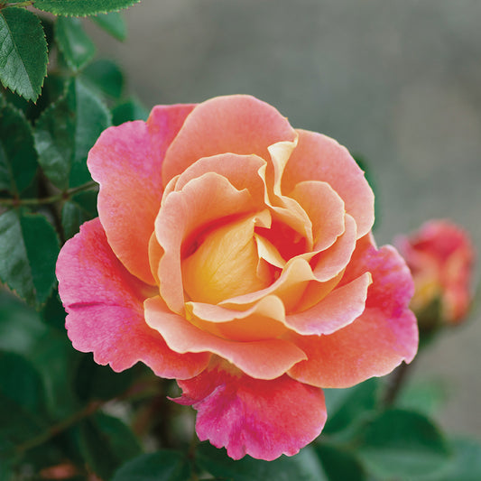 Rosa 'Fruity Petals' CL - 3 gallon