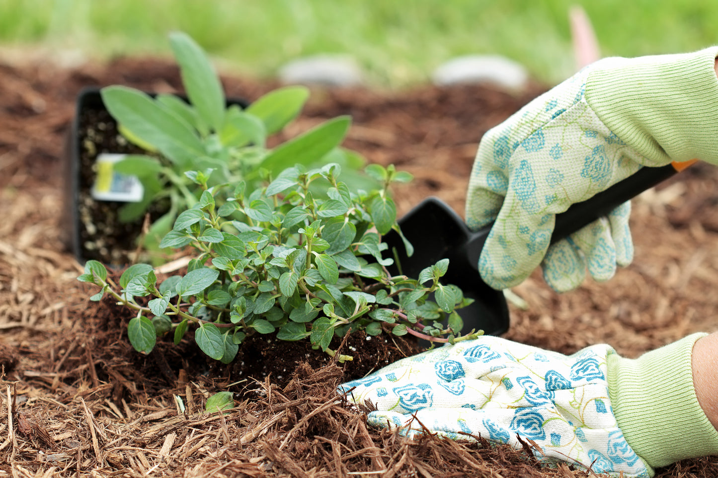 Class Educational Xeriscaping Gardening 6/6 @10:30AM