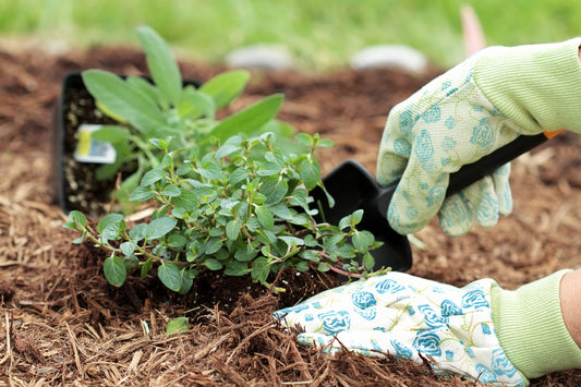Class Educational Xeriscaping Gardening 6/6 @10:30AM