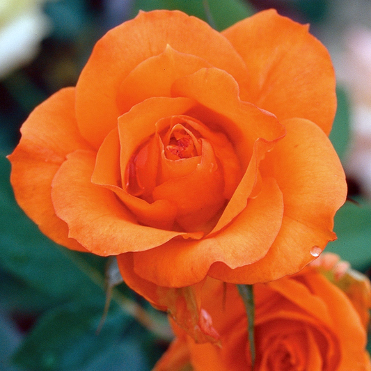 Rosa 'Gingersnap' FL - 3 gallon