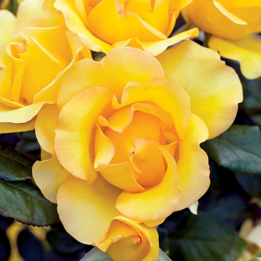 Rosa 'Gold Struck' GR - 3 gallon