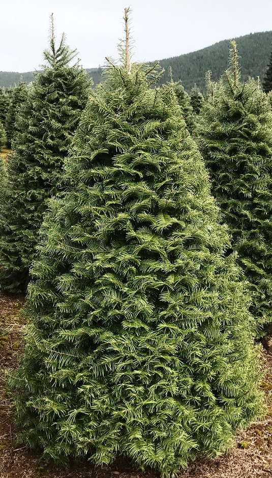 Cut Christmas Trees Farmington Gardens