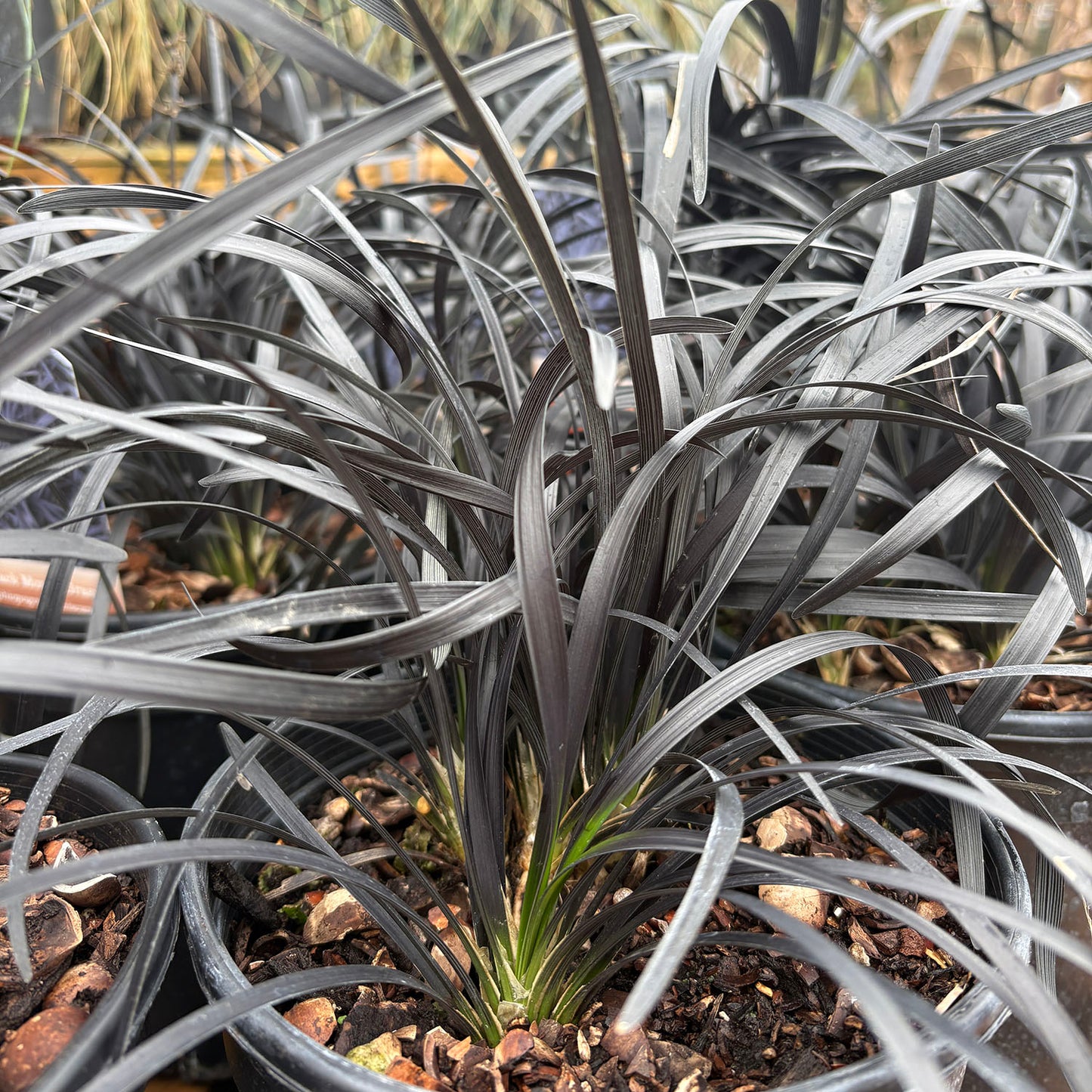 Ophiopogon 'Nigrescens' - 1 gallon