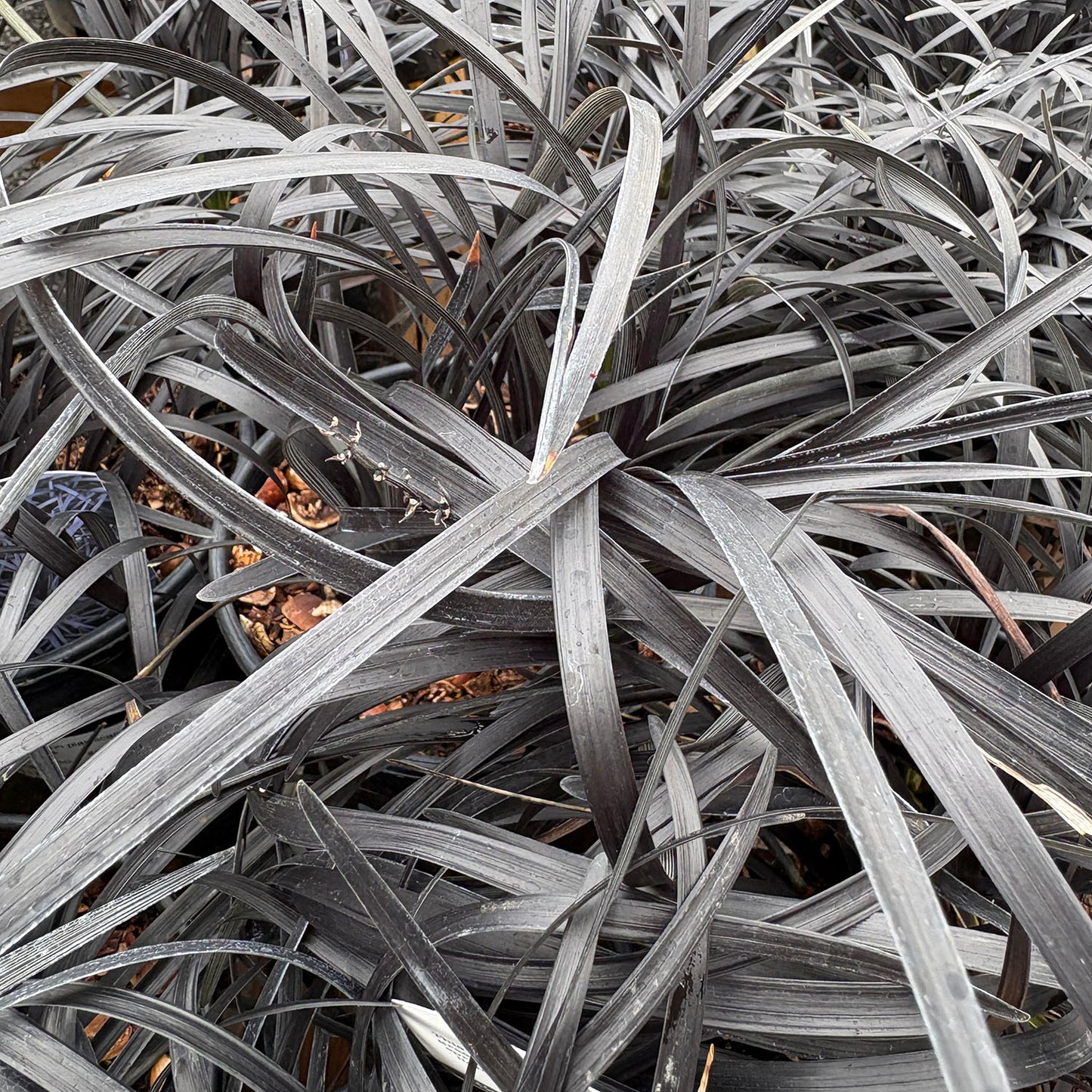 Ophiopogon 'Nigrescens' - 1 gallon