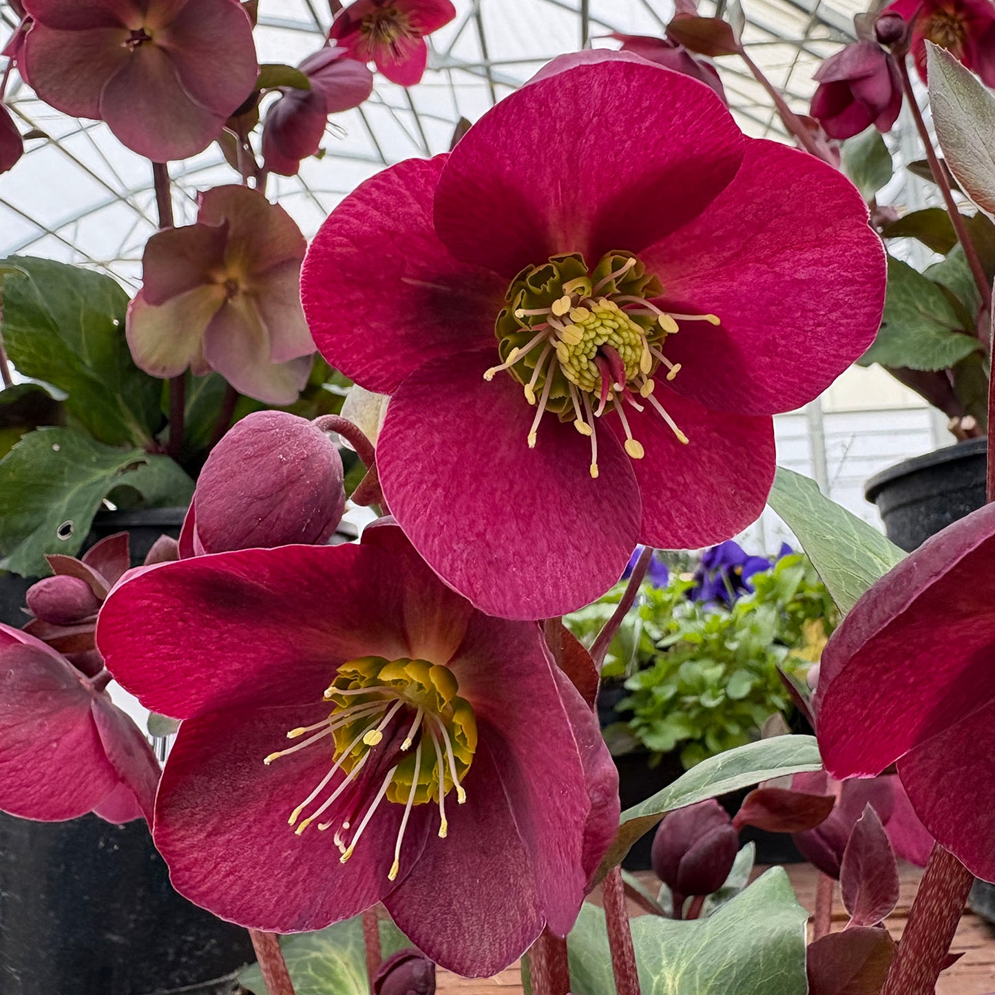 Helleborus 'Anna's Red' - 1 gallon