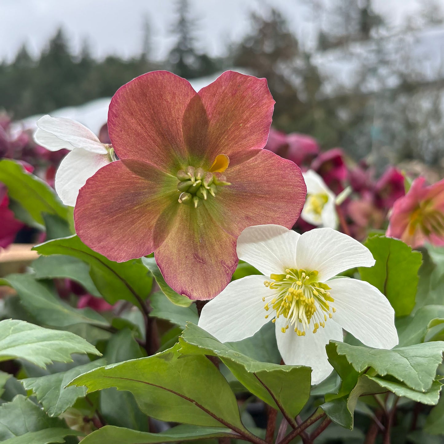 Helleborus 'HGC Jacob' - 1 gallon