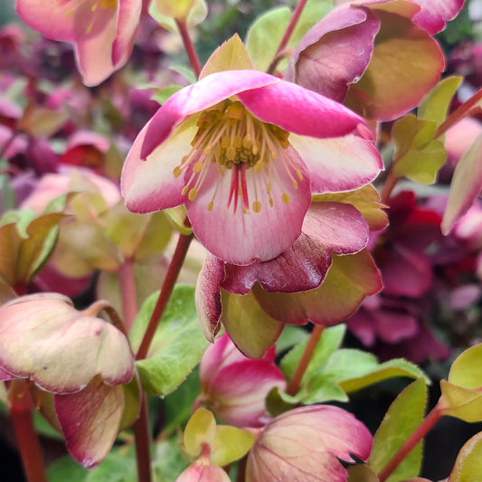 Helleborus 'Glenda's Gloss' - 1 gallon