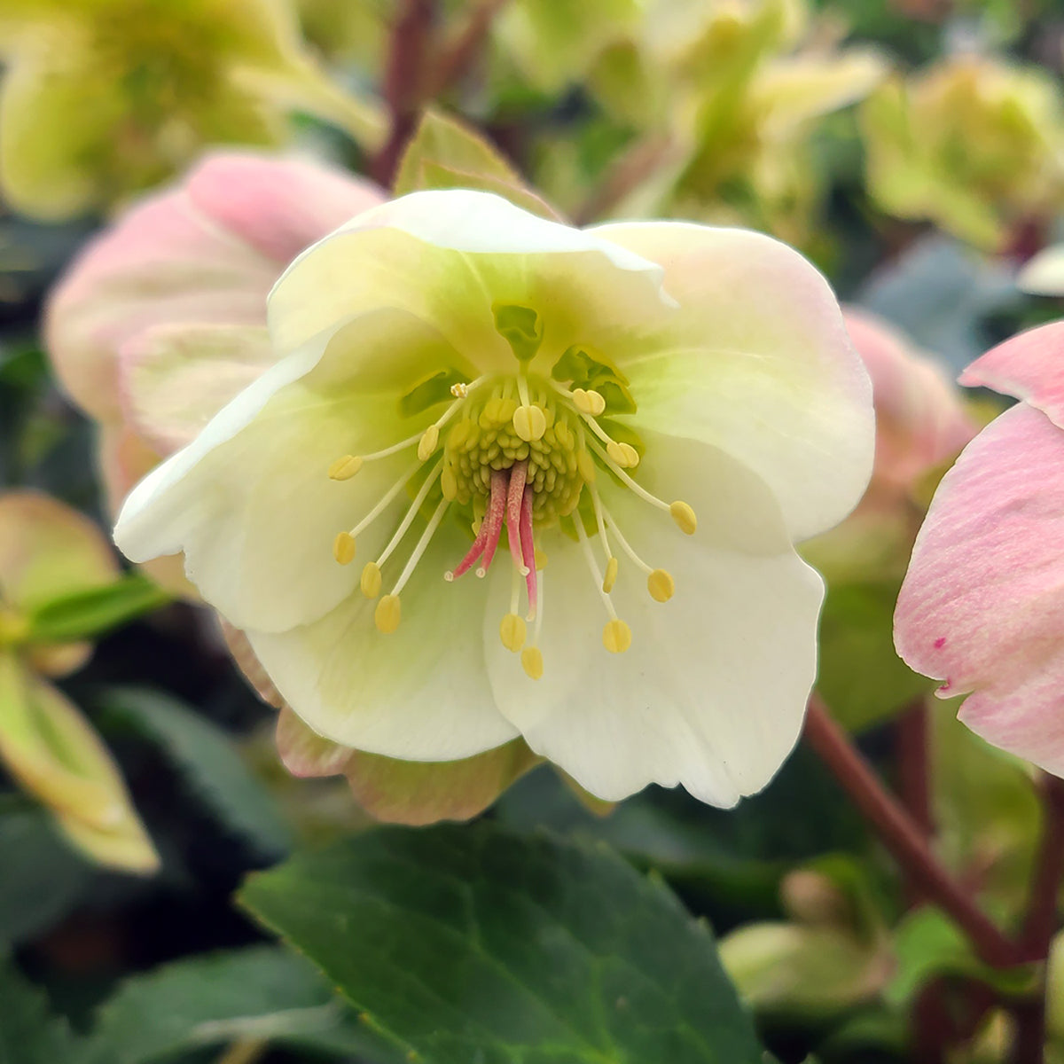 Helleborus 'Frost Kiss Molly's White' - 1 gallon