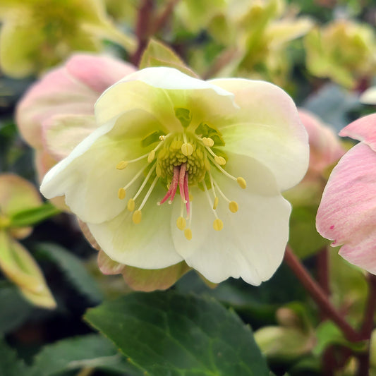 Helleborus 'Frost Kiss Molly's White' - 1 gallon