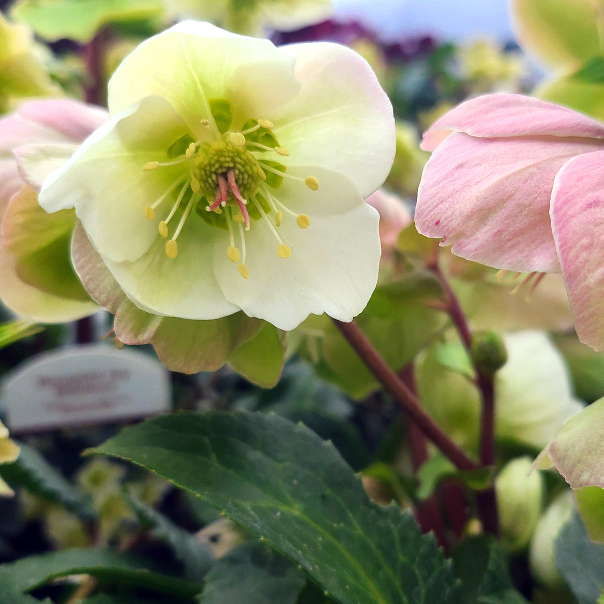 Helleborus 'Frost Kiss Molly's White' - 1 gallon
