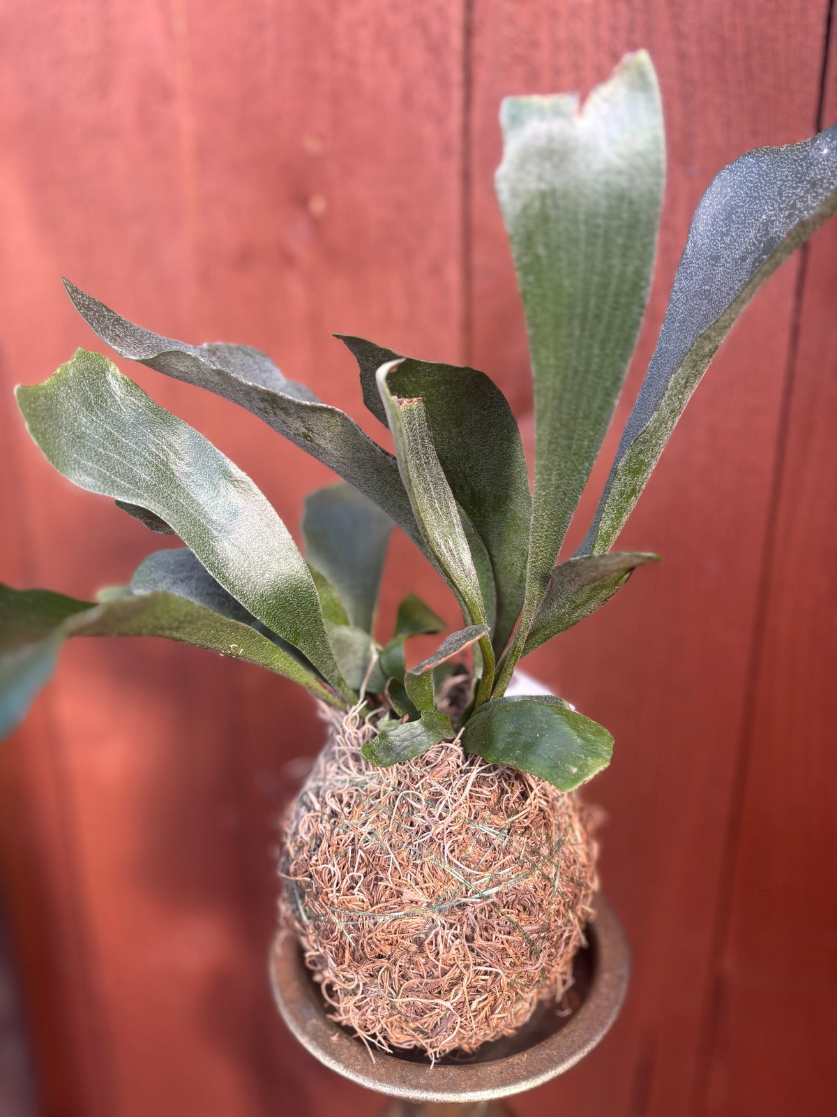 Kokedama Class 10/11 @1PM