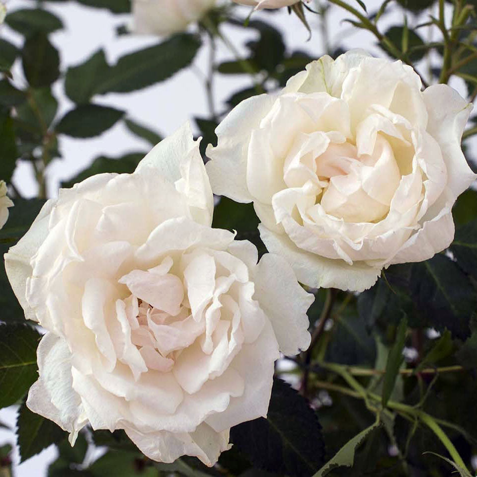 Shrub (SH) Roses – Farmington Gardens