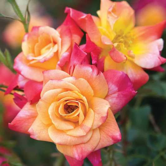 Rosa 'Joseph’s Coat' CL - 3 gallon
