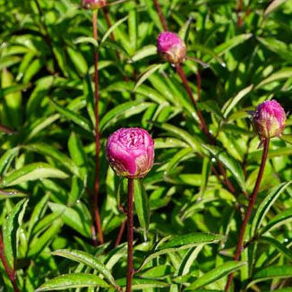 Paeonia 'Karl Rosenfield' - 2 gallon