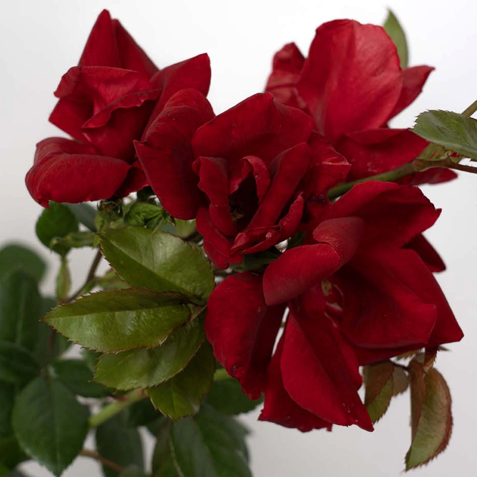 Rosa 'Kolorscape Kardinal' SH - 3 gallon
