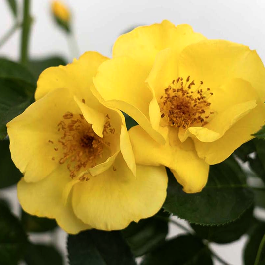 Rosa 'Kolorscape Lemon Fizz' SH - 3 gallon