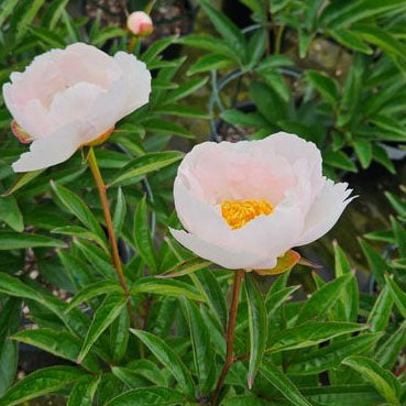 Paeonia 'Krinkled White' - 2 gallon