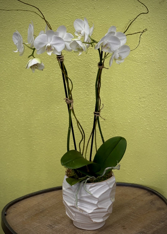 Potted Phalaenopsis Orchid - Large