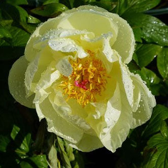 Paeonia 'Lemon Chiffon' - 2  gallon