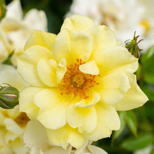 Rosa 'Lemon Drift' GC - 3 gallon