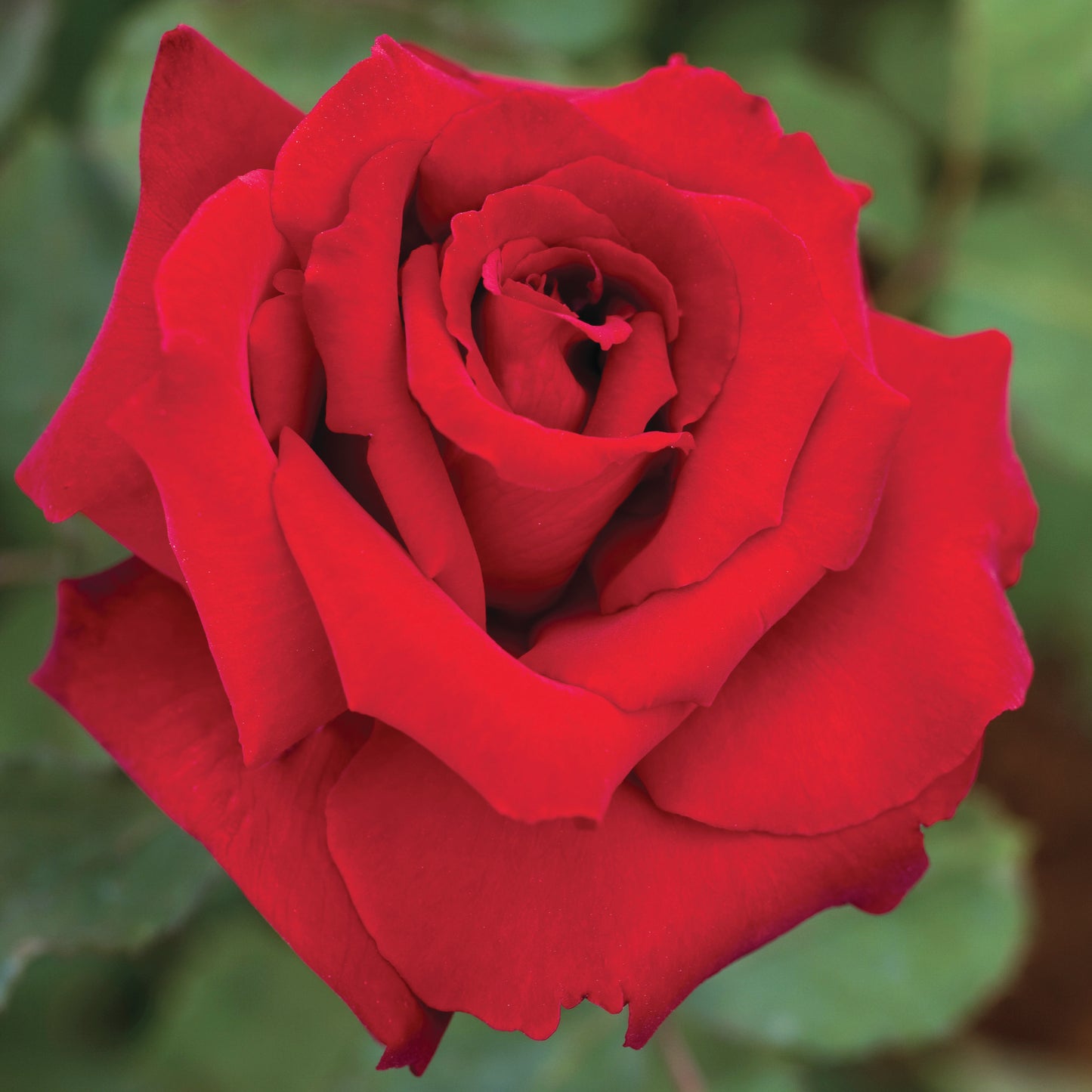 Rosa 'Love's Promise' HT - 3 gallon