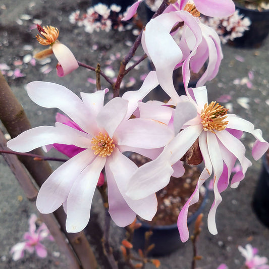 Magnolia 'Leonard Messel' - 7 gallon