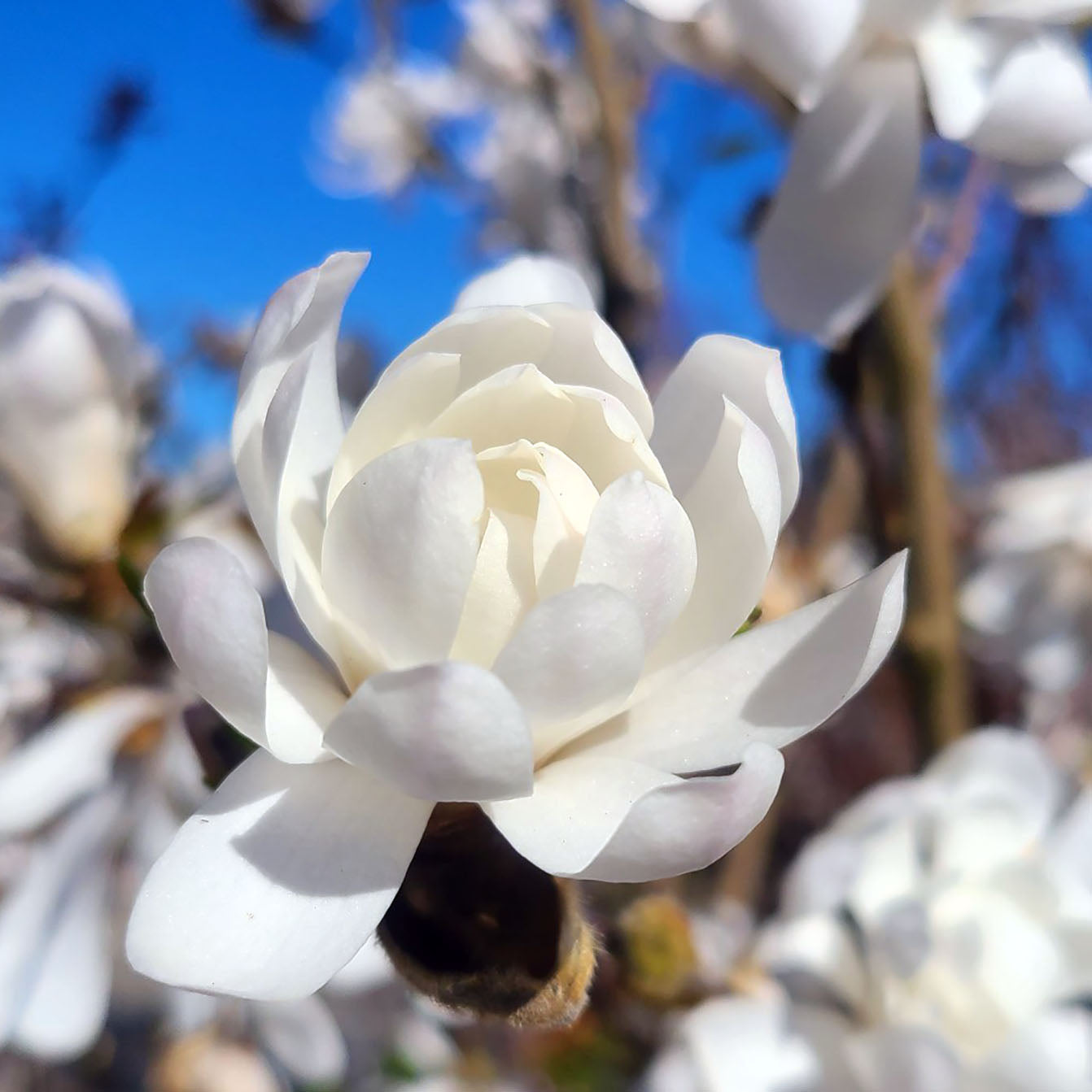 Magnolia 'Royal Star' - 5 gallon