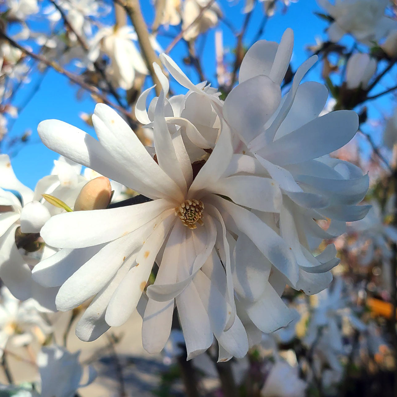 Magnolia 'Royal Star' - 5 gallon