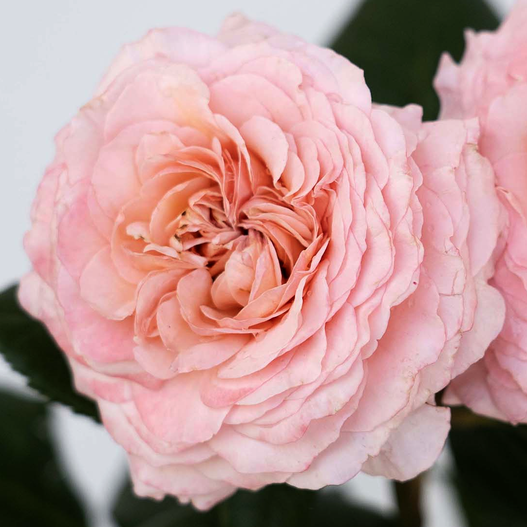 Rosa 'Martha Stewart' HT - 3 gallon