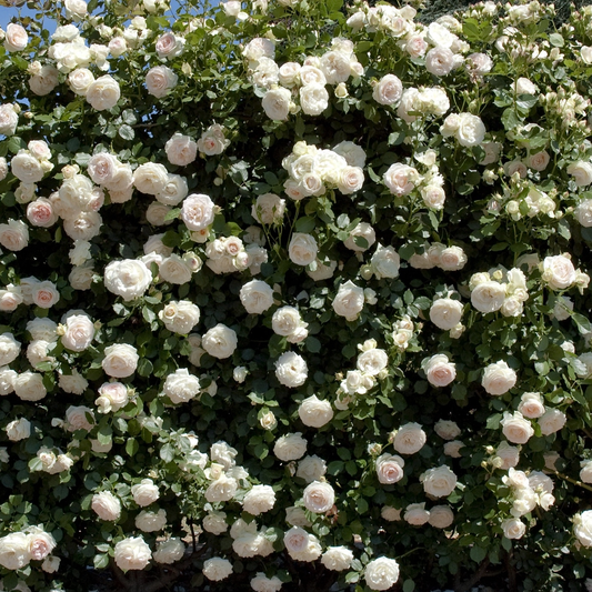 Rosa 'Meidiland White' SH - 3 gallon