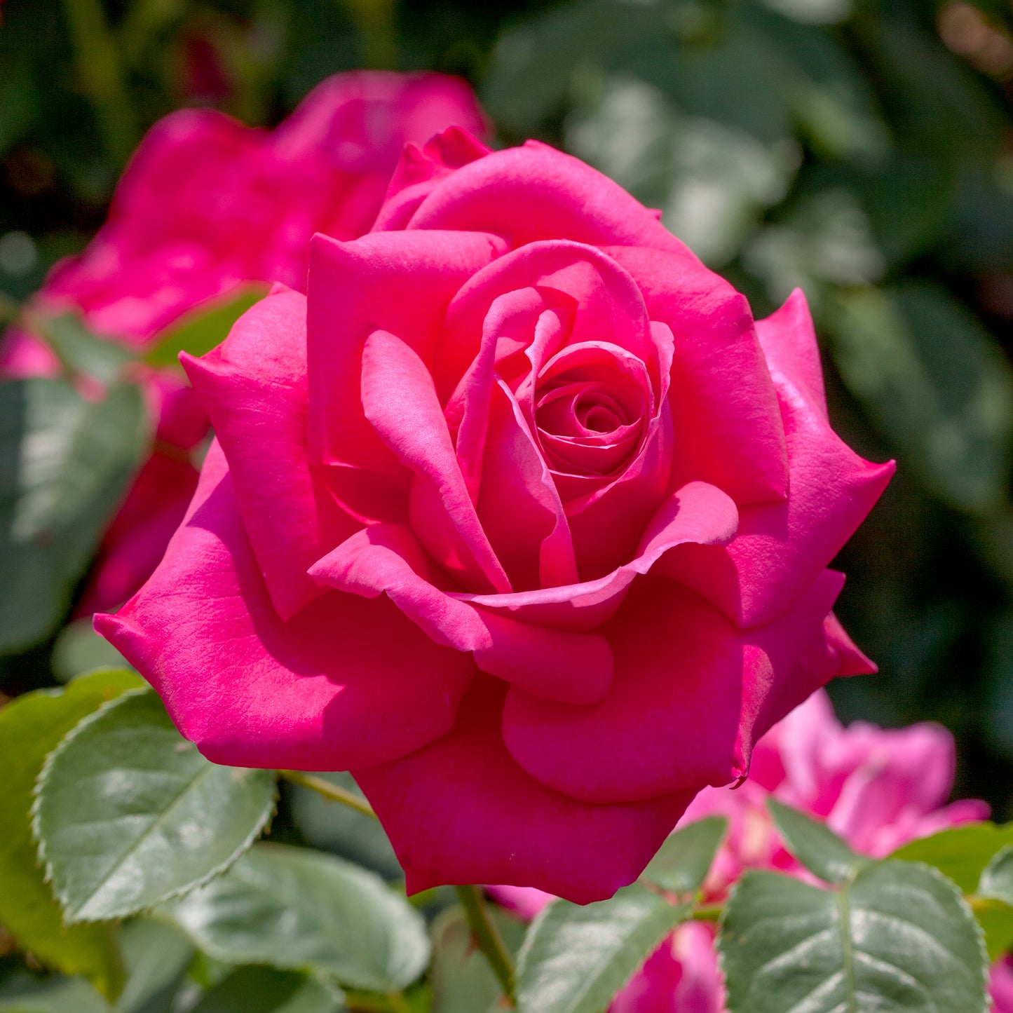 Miss All-American Beauty Hybrid Tea Rose #3