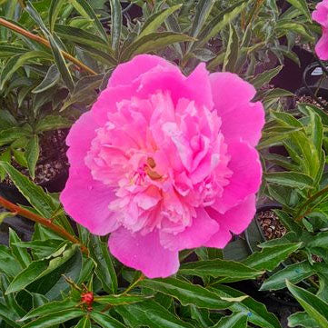 Paeonia 'Monsieur Jules Elie' - 2 gallon