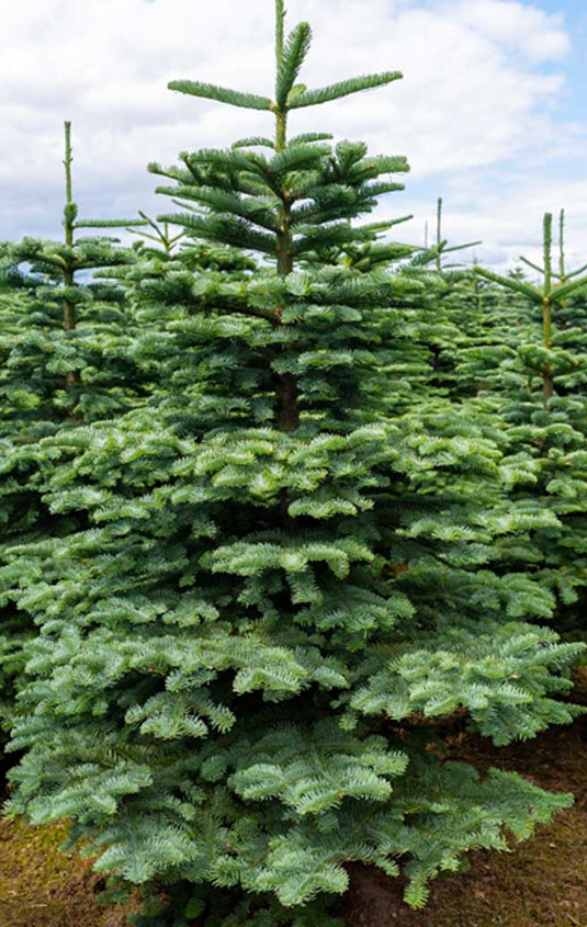 Cut Christmas Trees Farmington Gardens