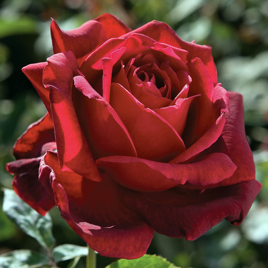 Rosa 'Oklahoma' HT - 3 gallon